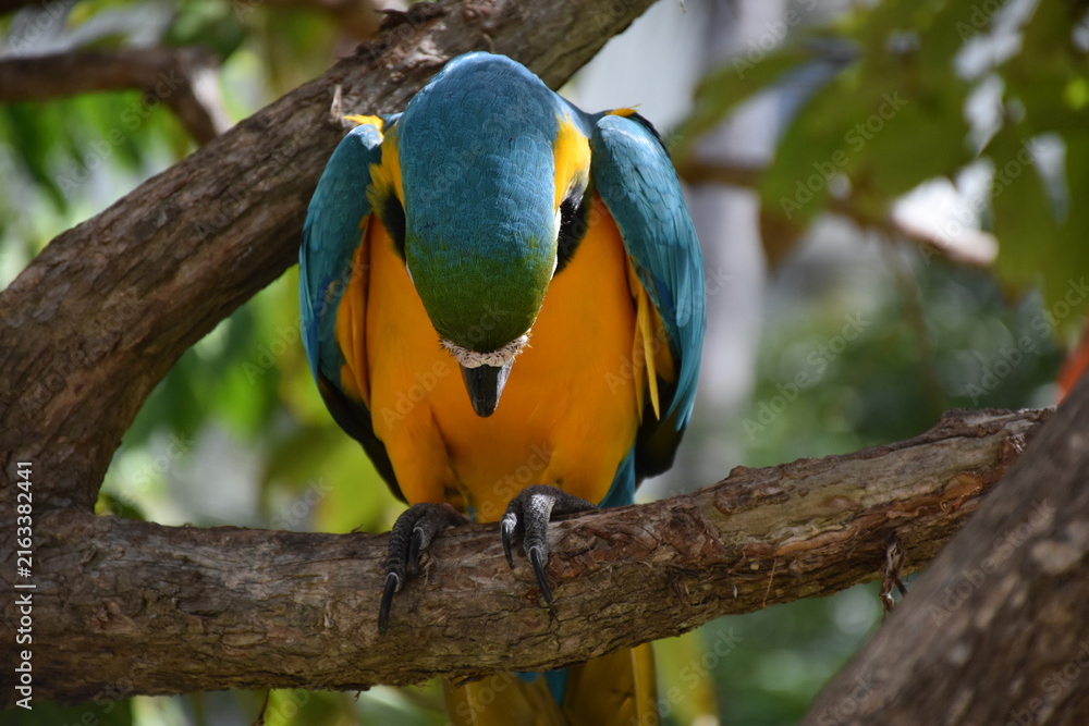 Obraz premium Vibrant Blue and Yellow Macaw Perched on Tree Branch