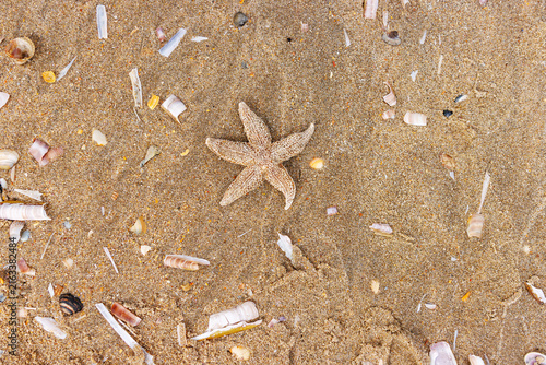 Quadro su tela Camouflaged common starfish Asterias rubens washed ashore on sandy North Sea bea