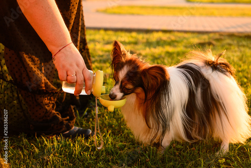 Papillon dog drinking water from portable travel bottle on grass at sunset, cute continental toy spaniel with dispenser, hot summer day domestic pet hydration and care by female owner. Heat and pet