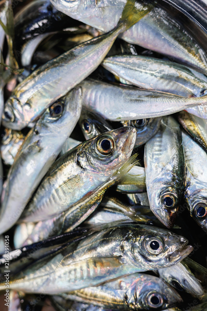 Obraz premium Fresh Horse Mackerel Fish Vertical Seafood Background