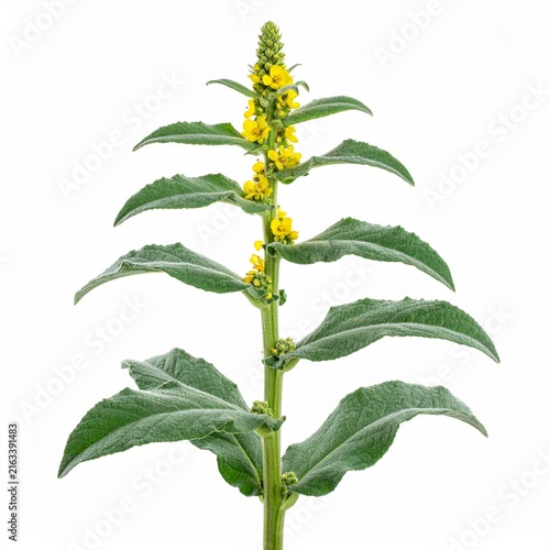 Verbascum thapsus Common Mullein isolated on white 