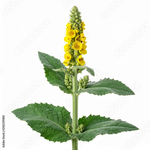 Verbascum thapsus Common Mullein isolated on white 