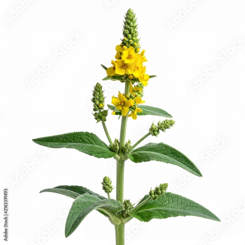 Verbascum thapsus Common Mullein isolated on white 