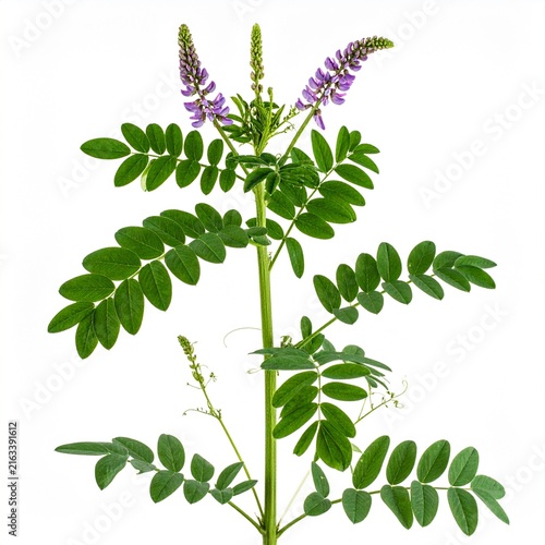 Glycyrrhiza glabra Licorice isolated on white 