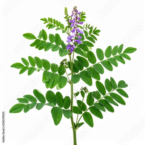 Glycyrrhiza glabra Licorice isolated on white 