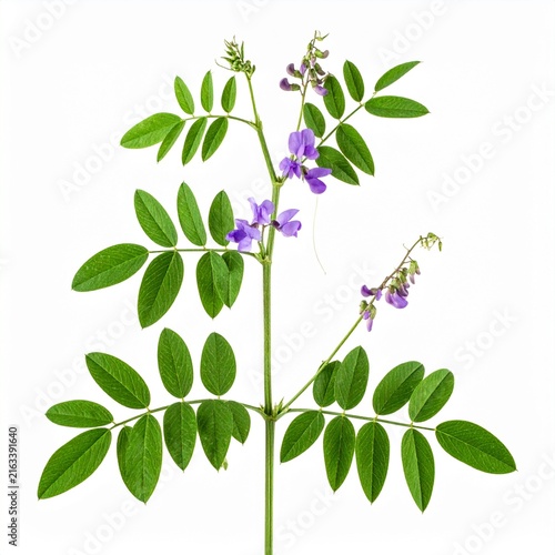 Glycyrrhiza glabra Licorice isolated on white 