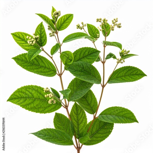 Pfaffia paniculata Brazilian Ginseng