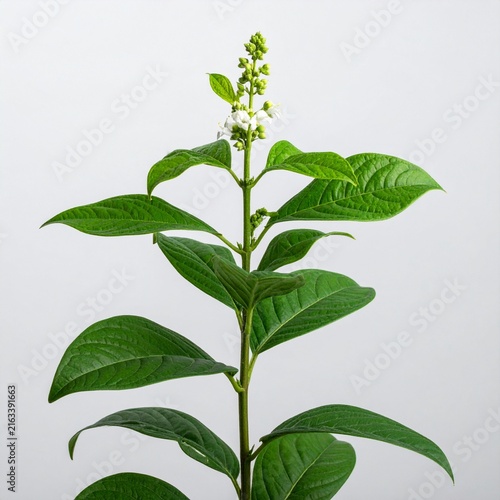 Pfaffia paniculata Brazilian Ginseng