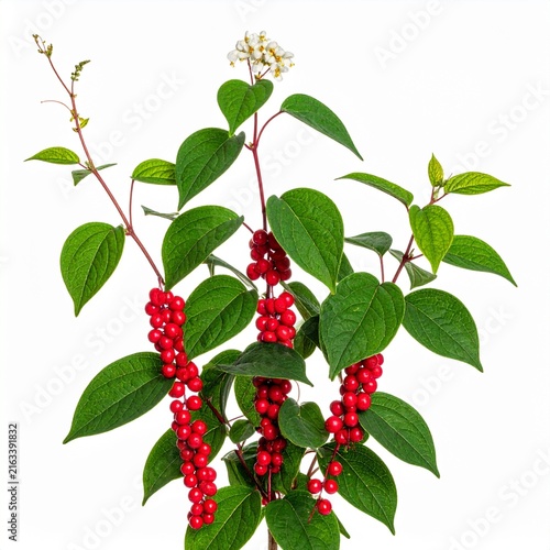 Schisandra chinensis Schisandra Berry isolated on white 