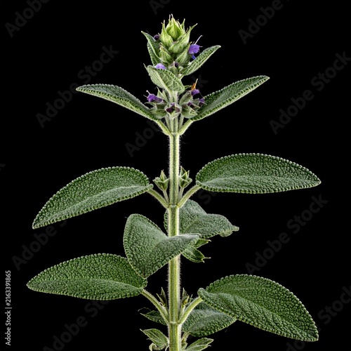 Salvia officinalis Common Sage isolated 