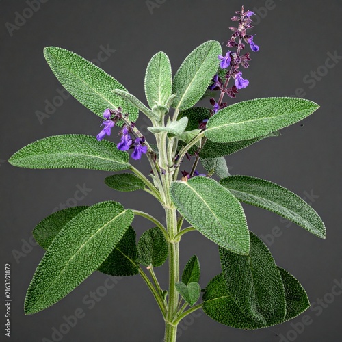 Salvia officinalis Common Sage isolated 