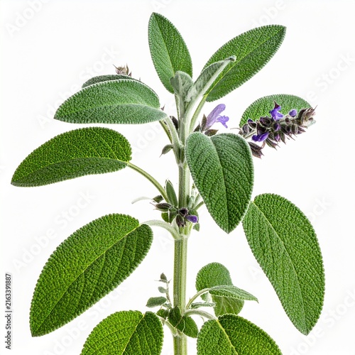 Salvia officinalis Common Sage isolated 