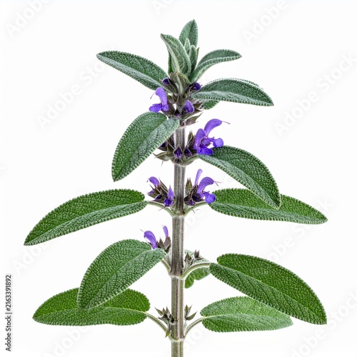 Salvia officinalis Common Sage isolated 