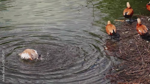 Ruddy Shelduck Splashing and Bathing in a Pond