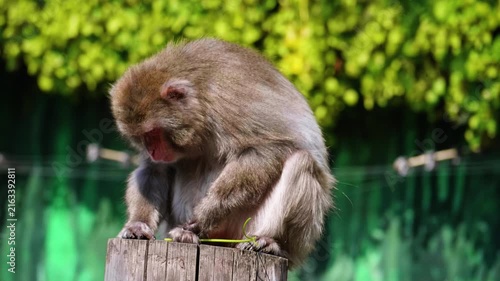 Japanese macaque sitting on a wooden post outdoors looking down against green foliage background