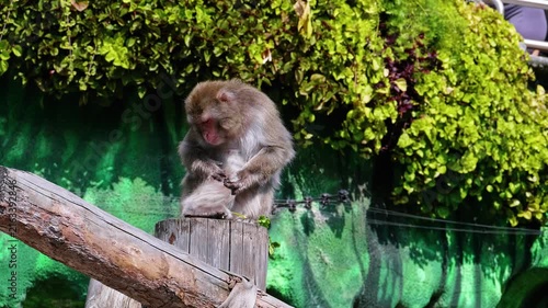 Japanese Macaque Sitting on Wooden Pole and Eating Green Leaf in Zoo