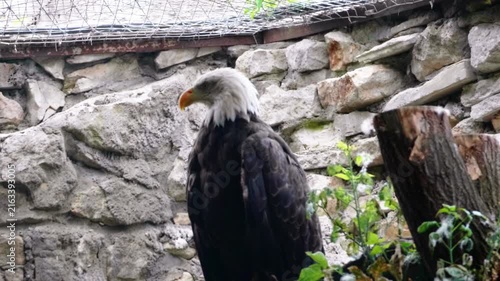Majestic Bald Eagle Perched in Aviary Against Stone Wall