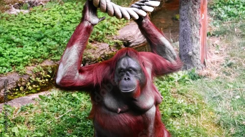 Female Orangutan Hanging on Rope Looking into Camera in Wildlife Sanctuary