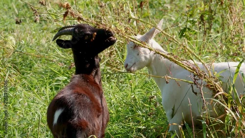 Two goats black and white grazing and eating weeds in a green field pasture on a sunny farm day