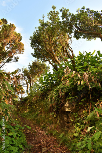 A hiking trail winding through trees and lush greenery on Flores Island, Azores