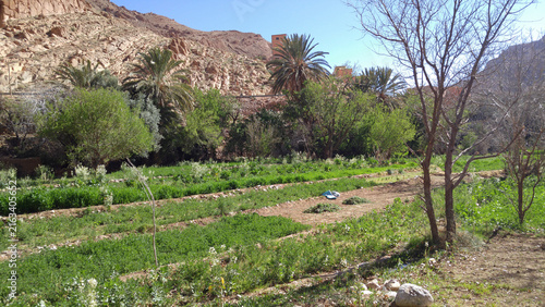 green oasis at desert village Ait Benhaddou in the Ourika-valley
