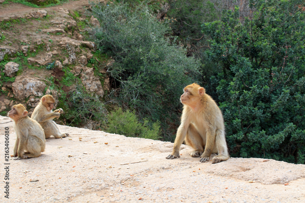 Naklejka premium Barbary macaque in the Atlas Mountains