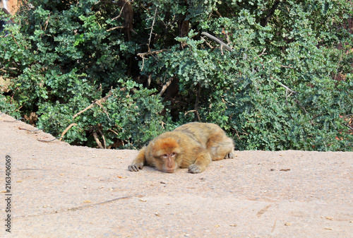 Barbary macaque in the Atlas Mountains