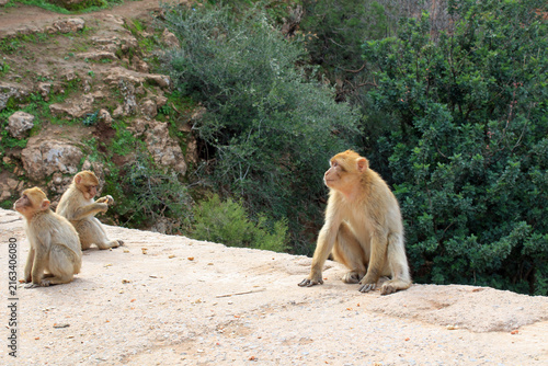 Barbary macaque in the Atlas Mountains