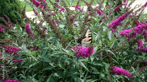 Pink flowers getting pollinated by yellow and black butterfly with wind blowing