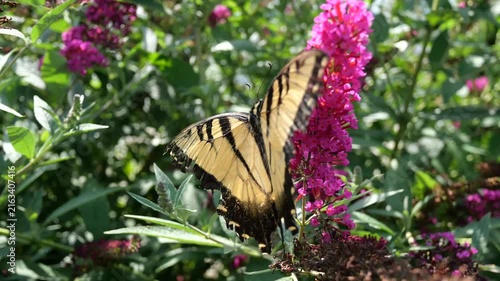 Yellow and black butterfly feeding on nectar of pink flowers showing multiple angles then flies away