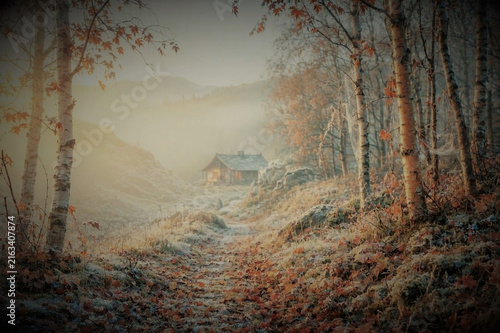 Morning in the woods