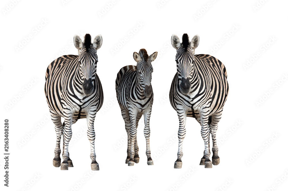 Naklejka premium Three zebras with a small foal isolated on white background.