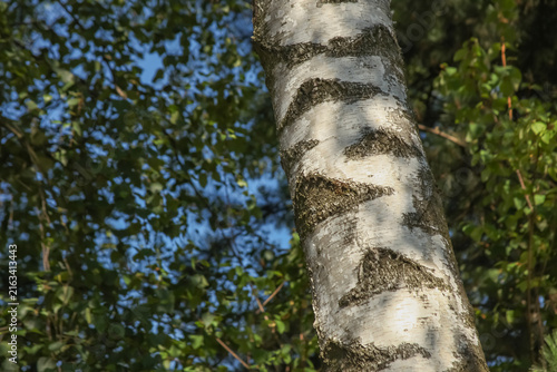 Fotografía Close-up of a silver birch trunk with distinctive white and black textured bark,
