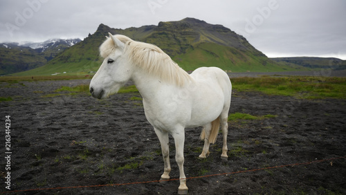 Foto Portrait of white Icelandic horse in the dramatic landscape of Iceland