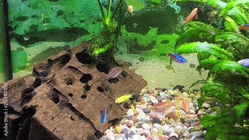 Colorful fish swim in a bright aquarium with lush green plants 