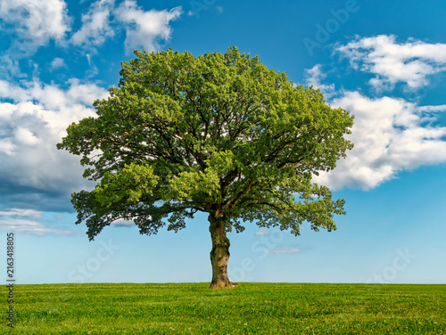 Single oak Tree Standing Alone with Blue Sky and Grass