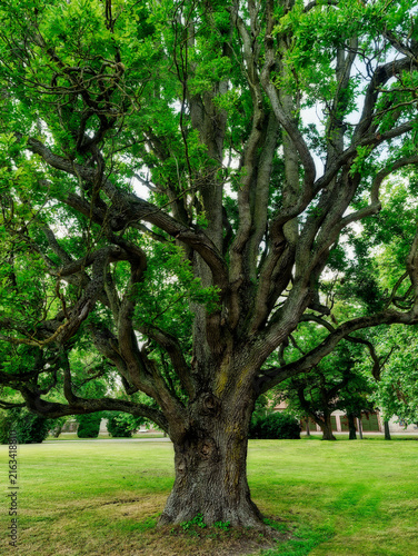 Big tree roots in a park or garden