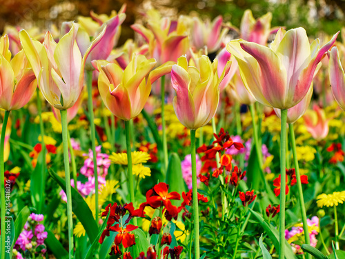 field of tulips in spring. vivid Flowers background