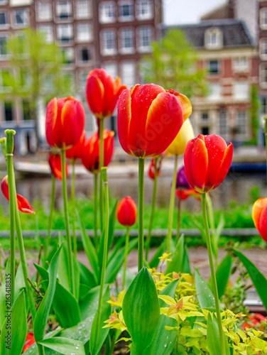 Red tulips in Amsterdam Neatherlands
