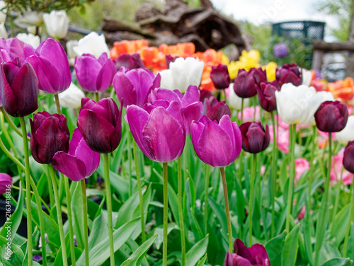 Violet tulips in Amsterdam Neatherlands