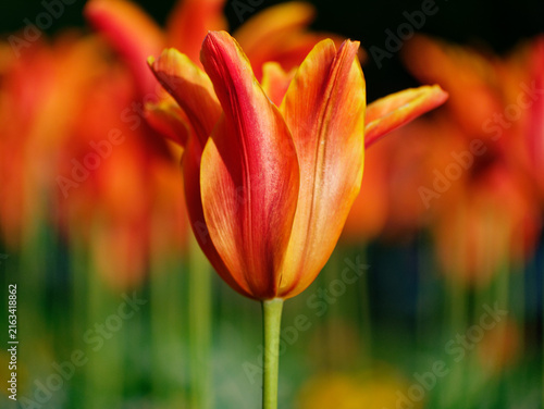 red and yellow tulip in spring. vivid Flowers background 