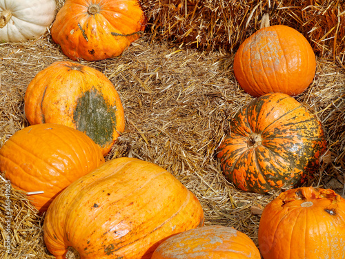 orange pumpkins at outdoor farmer market. pumpkin patch. Copy space for your text