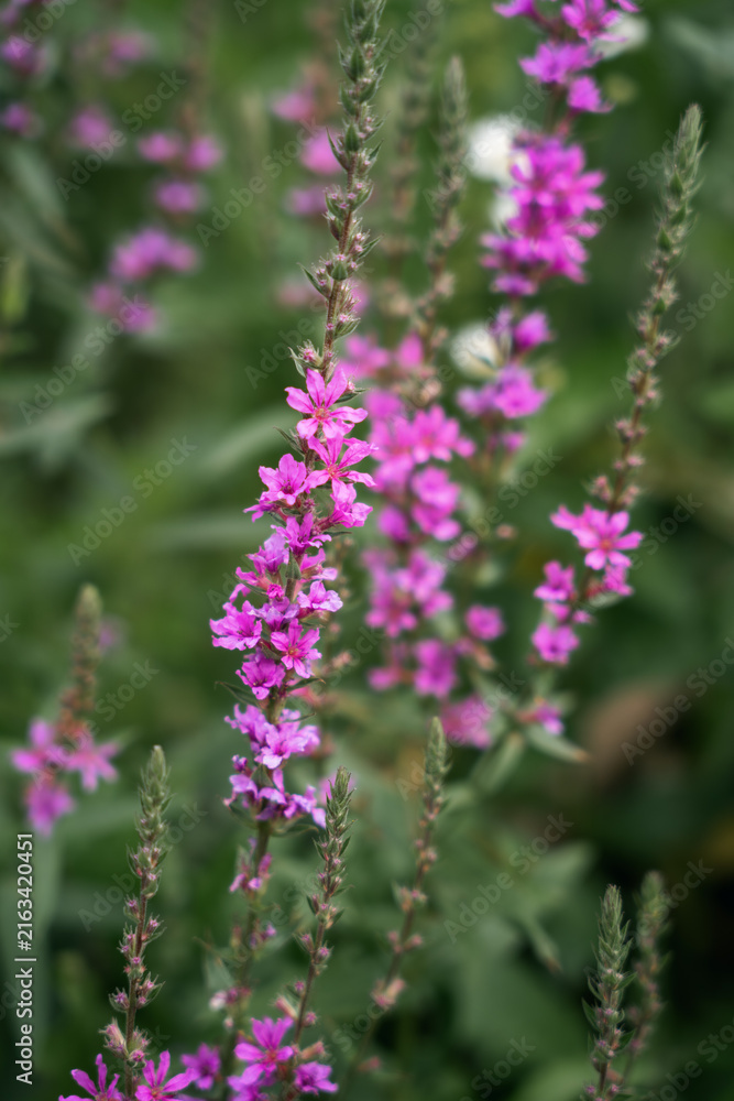Fototapeta premium Close up macro shot of vibrant pink loosestrife flowers (Lythrum salicaria) in full bloom.