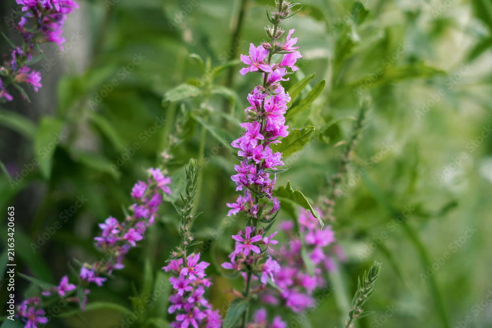 Obraz premium Close up macro shot of vibrant pink loosestrife flowers (Lythrum salicaria) in full bloom.
