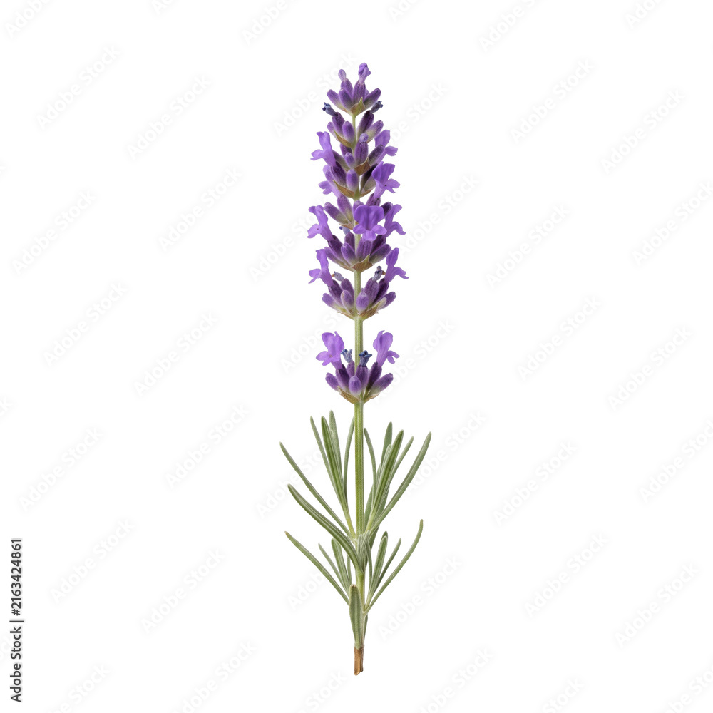 Fototapeta premium Single sprig of lavender with delicate purple flowers and green leaves isolated