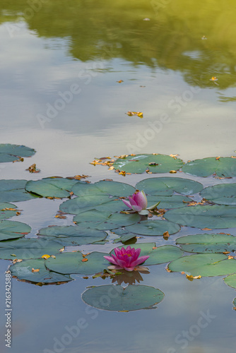 Fotografía Pink water lilies in the pond on a calm summer day