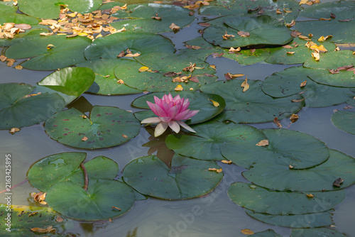 Cuadro en lienzo Pink water lilies in the pond on a calm summer day