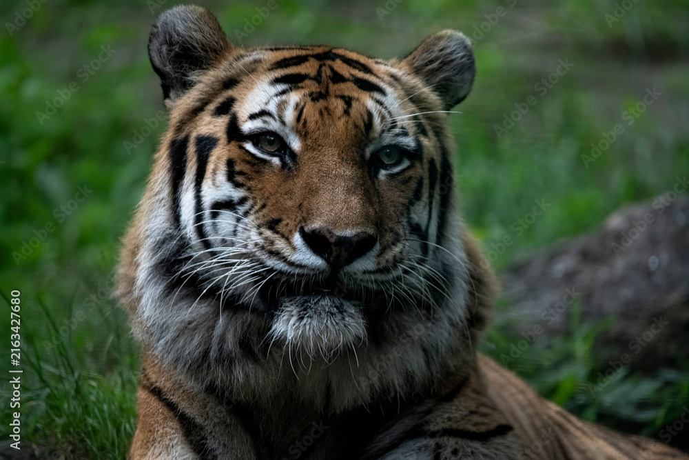 Obraz premium Amur Tiger (Panthera tigris tigris)