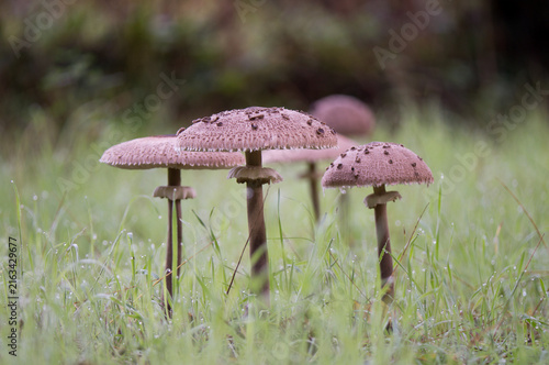 Fotografie Sharp view of edible Macrolepiota procera parasol mushrooms surrounded by fresh green grass covered in morning dew