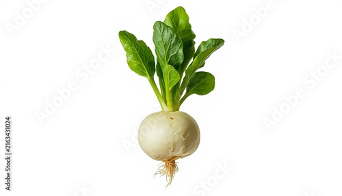 A turnip with green leaves on a white background for healthy eating